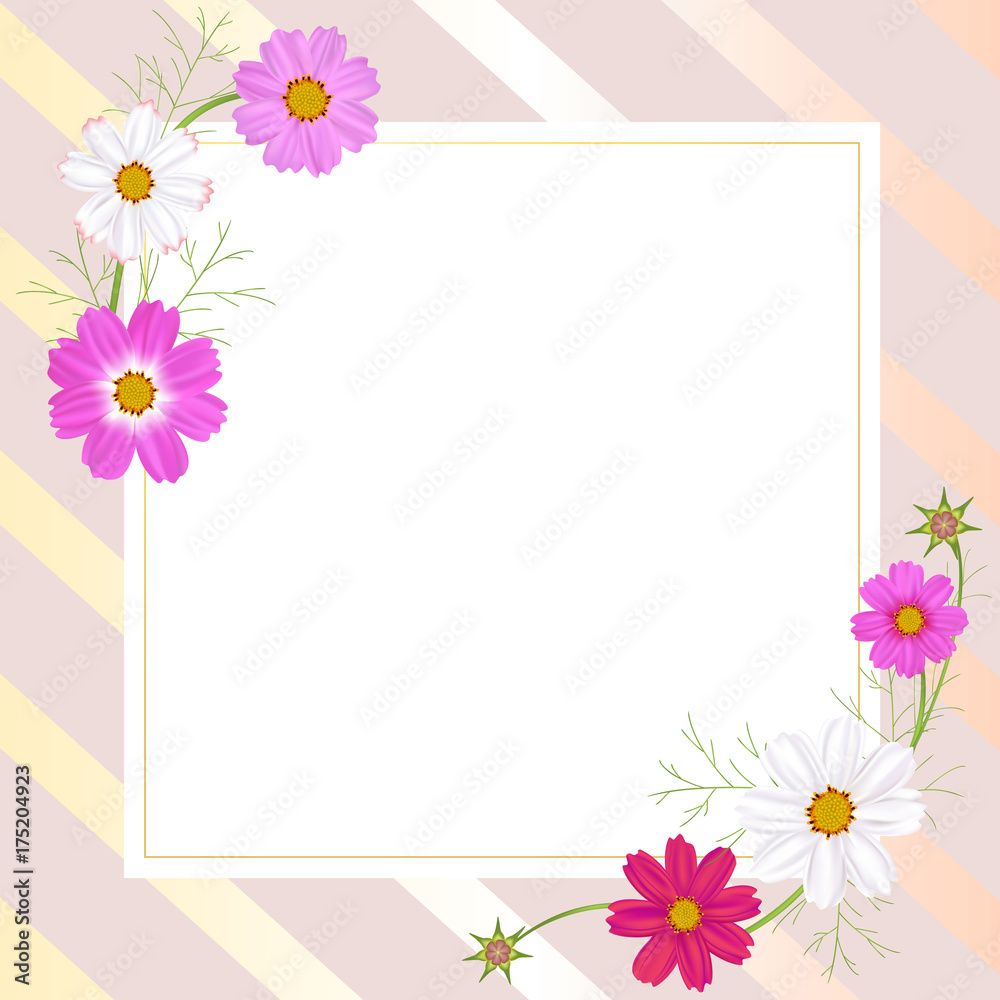 Flowers of cosmos. Beautiful floral illustration. Wild flowers. Frame. Border. White and pink inflorescences. Spring. Summer. Leaves. Petals. Buds. Flowers of cosmos. Beautiful floral illustration. Wild flowers. Frame. Border. White and pink inflorescences. Spring. Summer. Leaves. Petals. Buds.