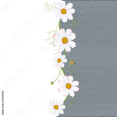 Flowers of cosmos. Beautiful floral illustration. Wild flowers. Frame. Border. White inflorescences. Spring. Summer. Leaves. Petals. Buds. Strips. Wild flowers.