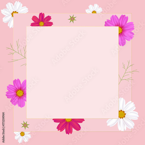 Flowers of cosmos. Beautiful floral illustration. Wild flowers. Frame. Border. White and pink inflorescences. Spring. Summer. Leaves. Petals. Buds.