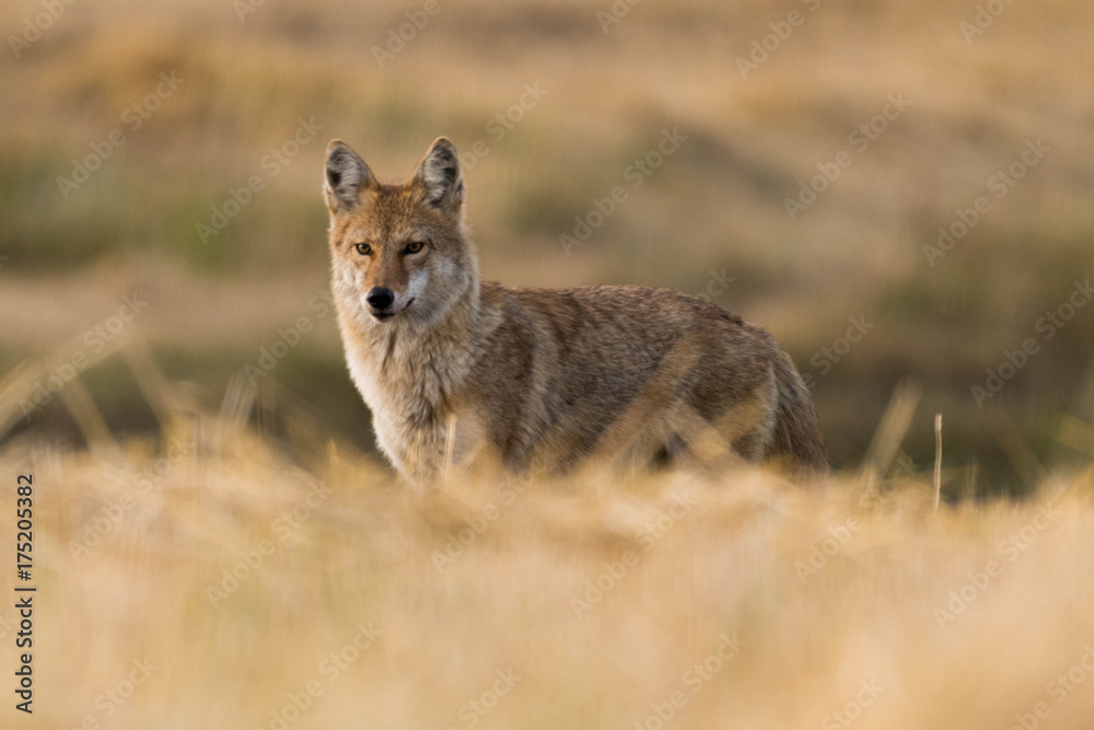 Coyote on the Prairies in Autumn Coyote on the Prairies in Autumn