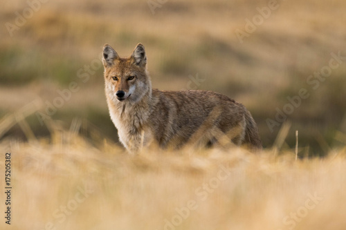 Coyote on the Prairies in Autumn 