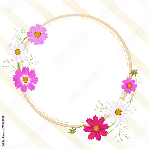 Flowers of cosmos. Beautiful floral illustration. Wild flowers. Frame. Border. White and pink inflorescences. Spring. Summer. Leaves. Petals. Buds.