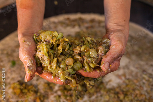 Farmer hands keep grape must photo