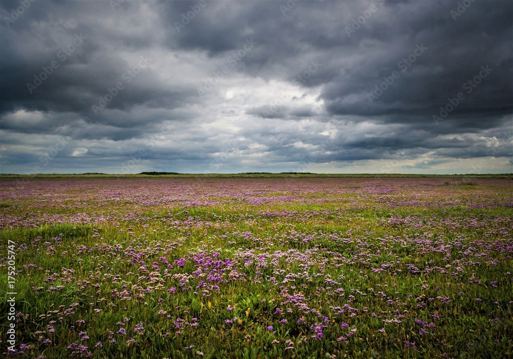 Sea Lavender Sea Lavender