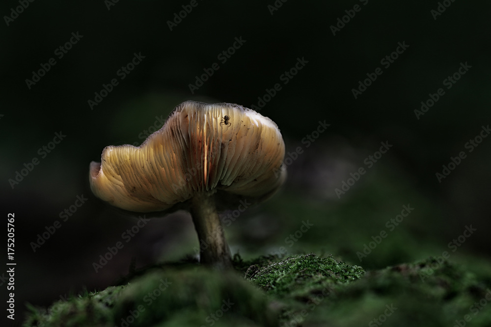 Champignon magique