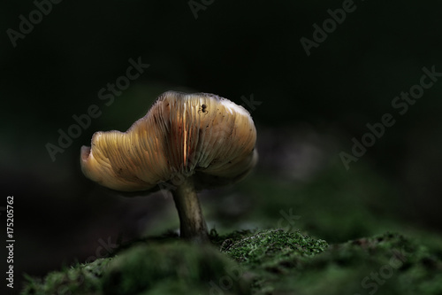 Obraz na płótnie Champignon magique w salonie