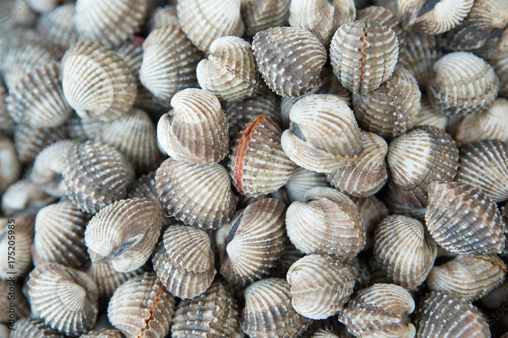 Fresh and delicious cockles for seafood background,