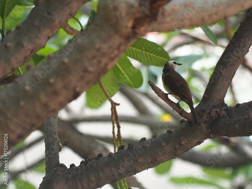 bird in garden on tree photo