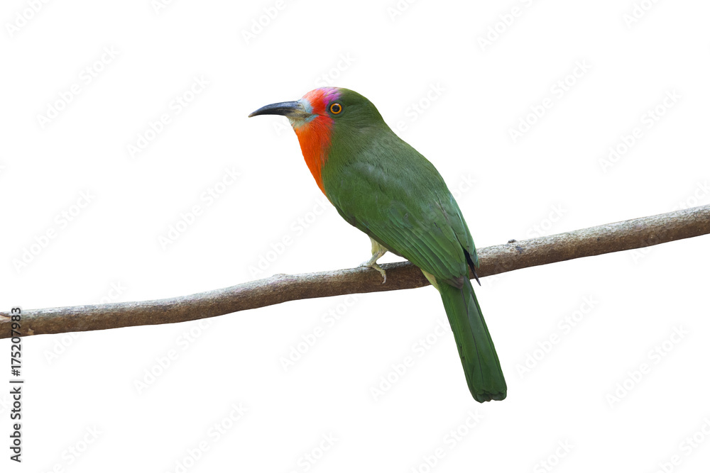 Obraz premium Beautiful bird isolated on white background (Red-bearded Bee-Eater)