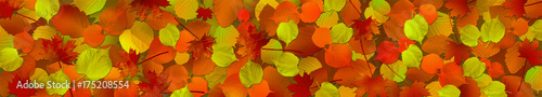 Autumn leaves  autumn background  banner