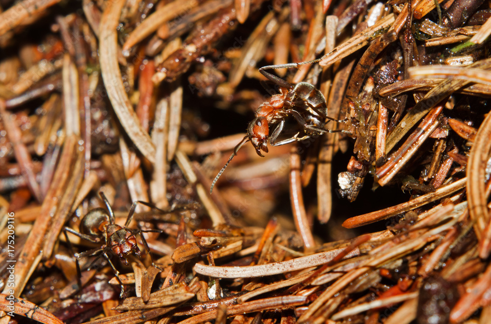 Red Wood ant making an aggressive stance, ready to spray formic acid at