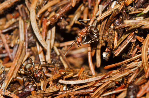 Red Wood ant making an aggressive stance, ready to spray formic acid at an attacker of its nest