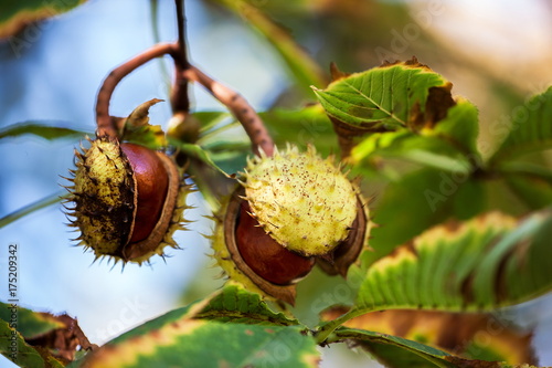 Ripe cracked open chestnut fruit, autumn symbol between colorful blurred leaves, autumn background with colors and blur