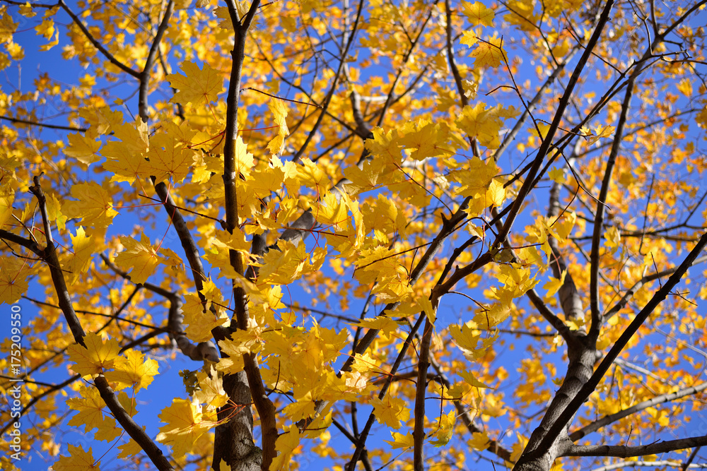 Autumn maple with yellow leaves Autumn maple with yellow leaves