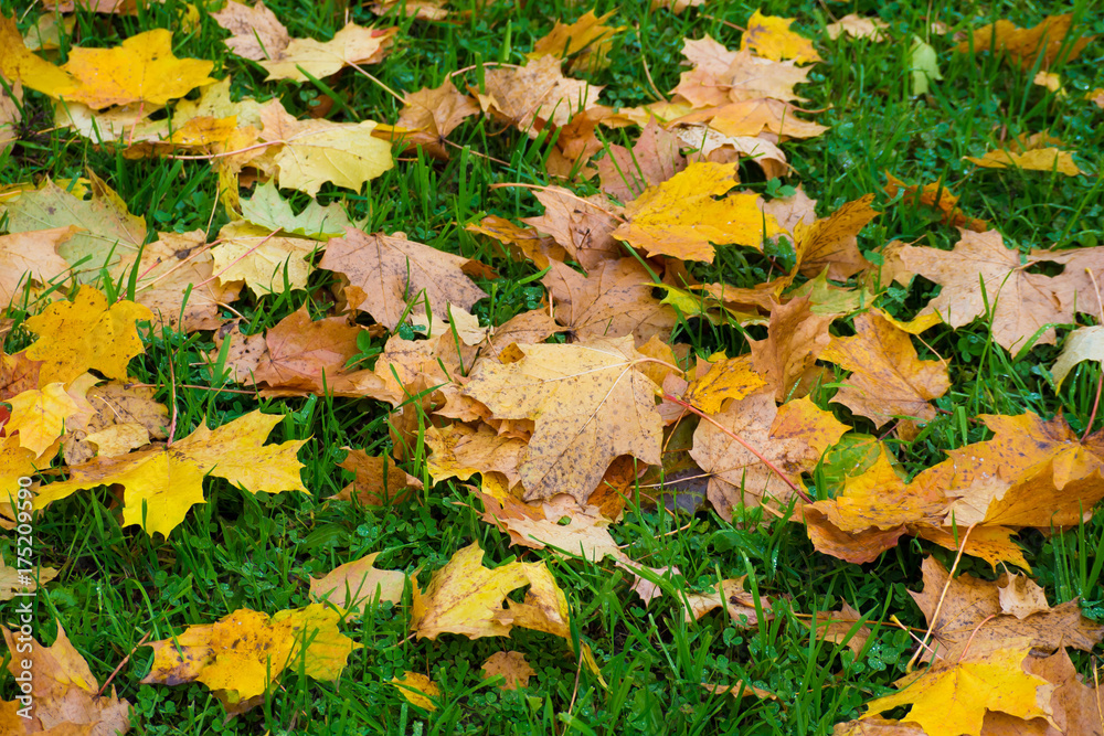 Background Autumn colorful leaves fallen on green grass - close up. Bright fading nature. Background Autumn colorful leaves fallen on green grass - close up. Bright fading nature.