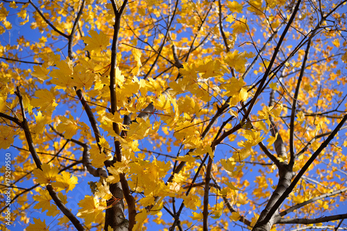 Autumn maple with yellow leaves