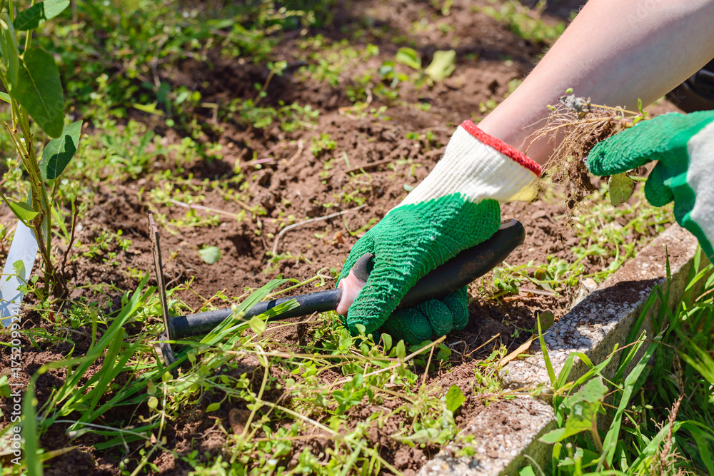 Naklejka premium Garden bed maintenance