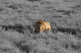 Color isolation: lion stalking