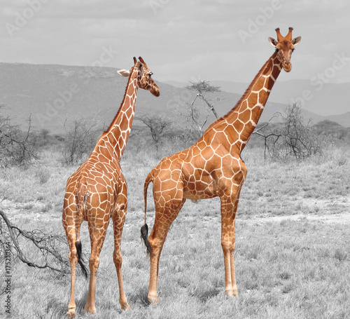 Color isolation: two reticulated giraffes