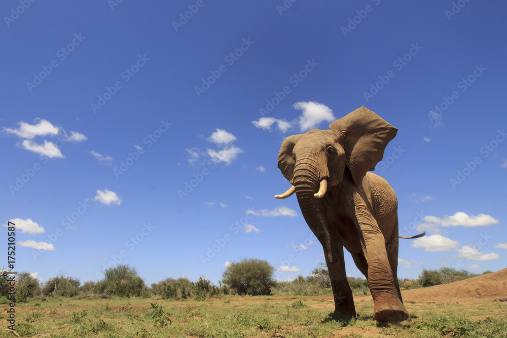 Fototapeta Słonie afrykańskie