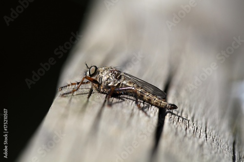Kite-tailed Robberfly (Machimus atricapillus) © ChrWeiss