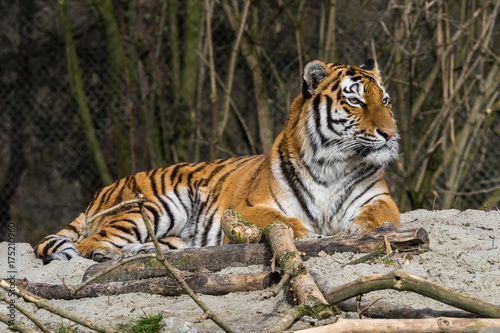 Tiger - Panthera tigris