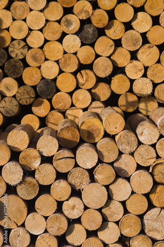 Shears of spruce logs texture close-up  selective focus  shallow DOF