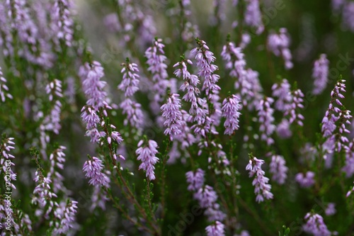 Common Heather  Calluna vulgaris 