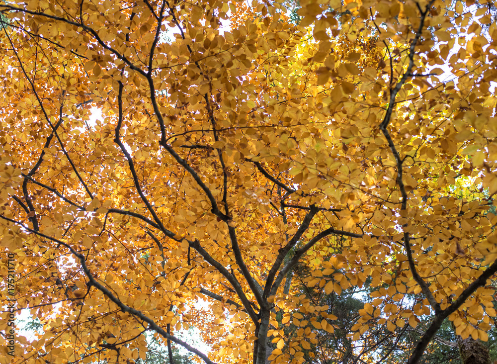 beech with orange and yellow leaves illuminated by the sun in fall beech with orange and yellow leaves illuminated by the sun in fall