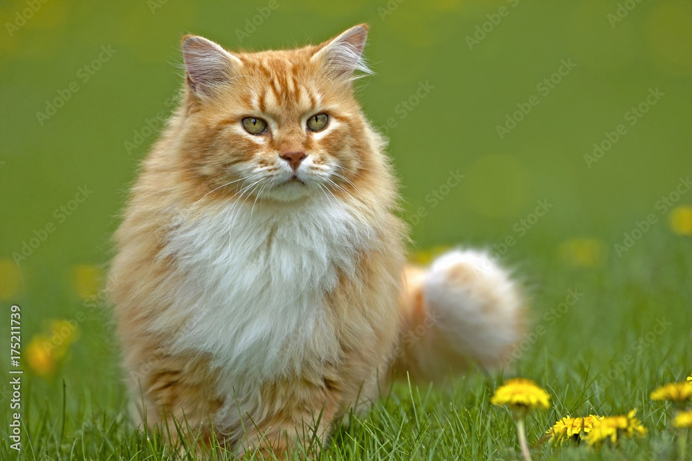 Beautiful Ginger tabby Cat in grass, watching
