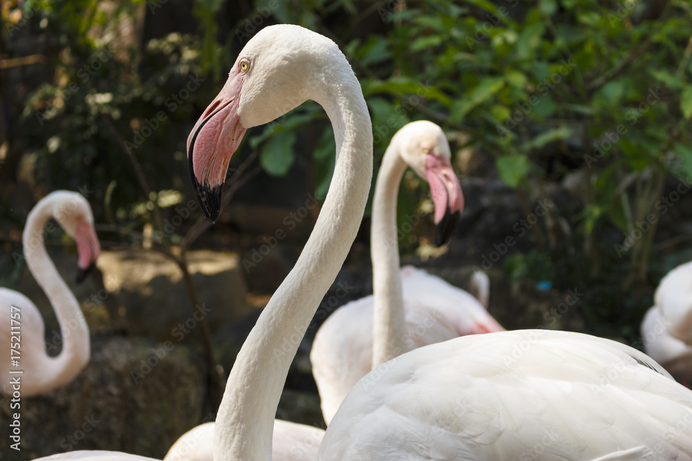 Obraz premium Portrait of beautiful white flamingo