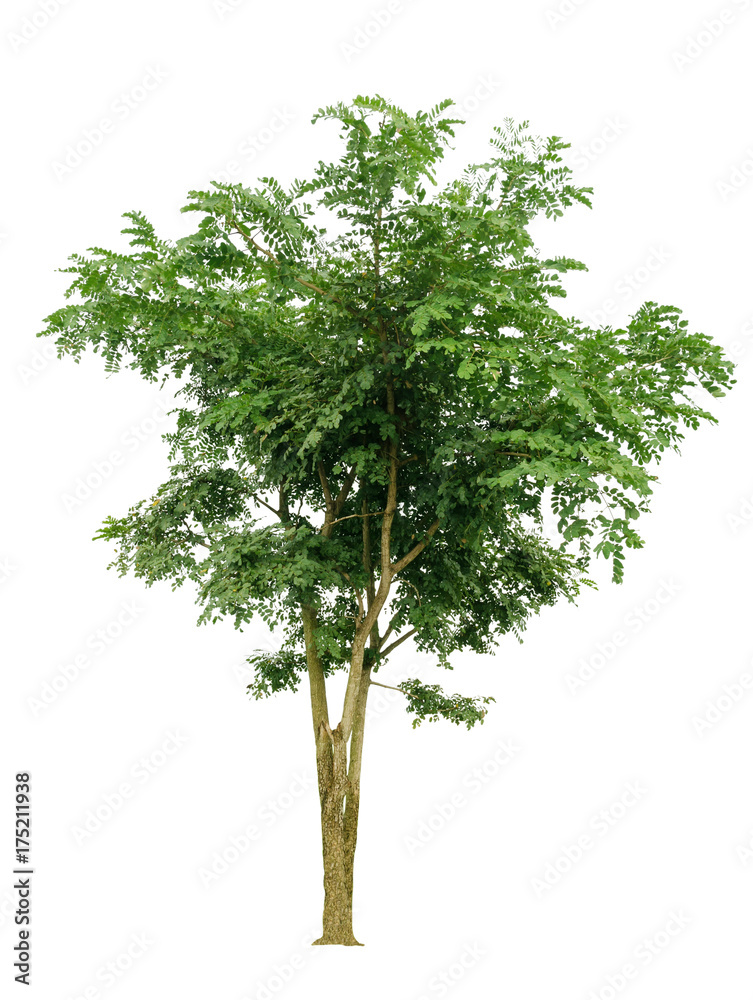 Fototapeta premium tree isolated on white background
