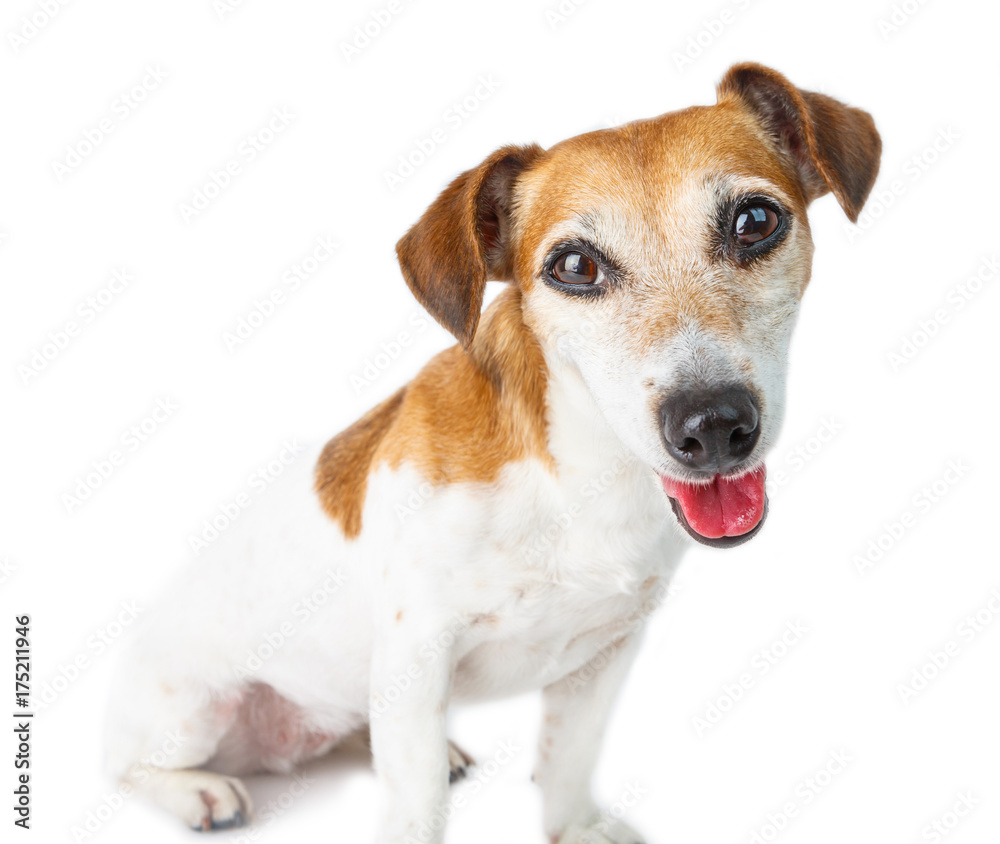 Happy adorable smiling small dog looking to the camera. Pet portrait. Funny Jack Russel terrier. White background