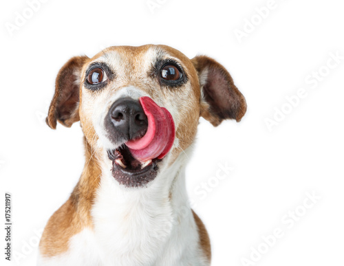 Adorable licking dog waiting for a delicious feeding. Funny pet. White background © Iryna&Maya