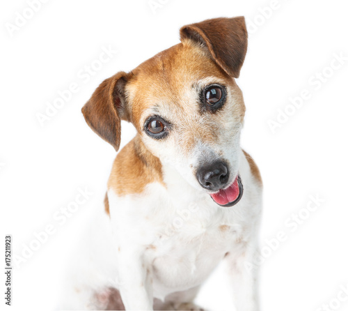 Adorable curious dog portrait. Friendly cute muzzle .White background