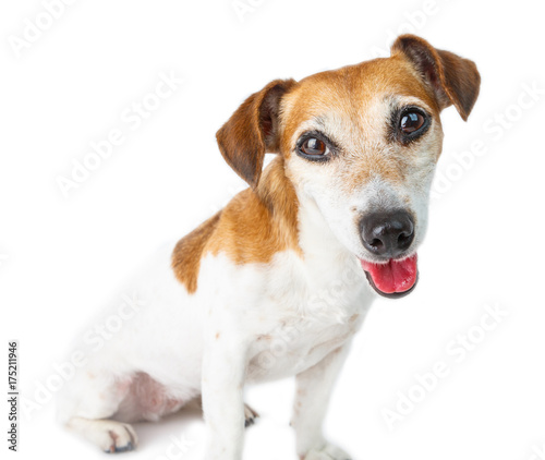 Fototapeta Naklejka Na Ścianę i Meble -  Happy adorable smiling small dog looking to the camera. Pet portrait. Funny Jack Russel terrier. White background
