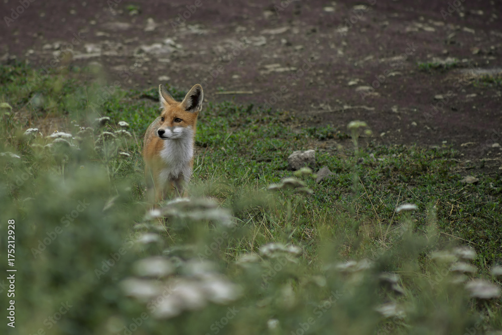Young fox in nature