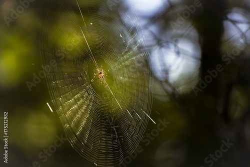 spiderweb in the sunlight