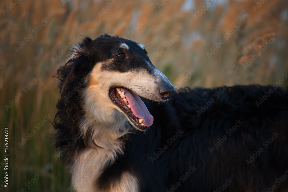Portrait of the black Russian hound on the spikelets background at the evening time Portrait of the black Russian hound on the spikelets background at the evening time
