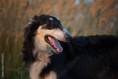 Portrait of the black Russian hound on the spikelets background at the evening time