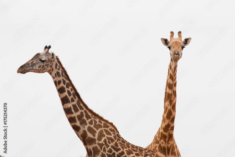 Obraz premium Giraffen