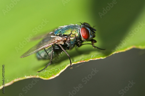 Fliege © helmutvogler