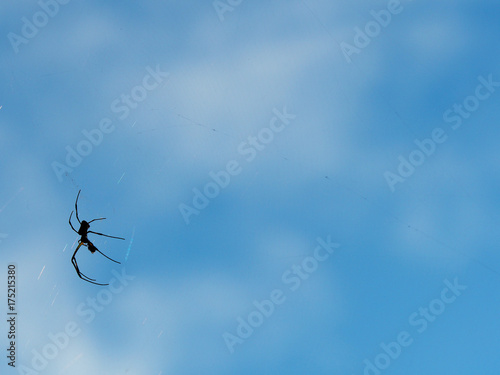 蜘蛛 © 文彦 岡野