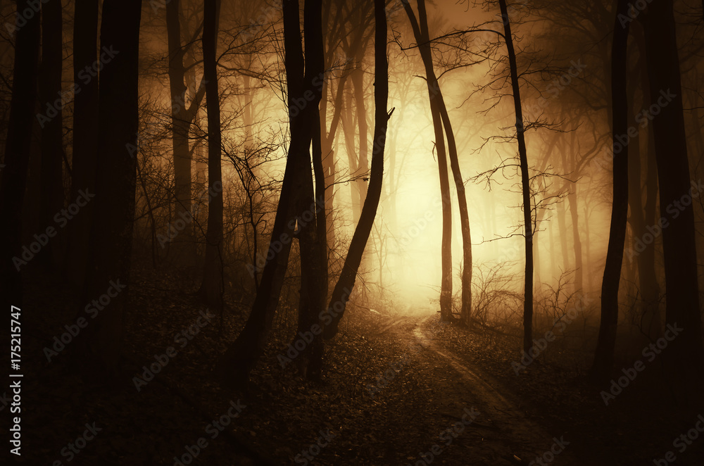 Obraz premium dark scary forest background