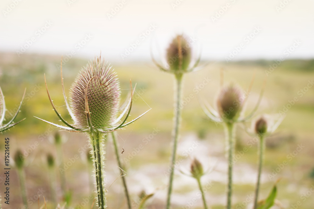 British Thistle British Thistle