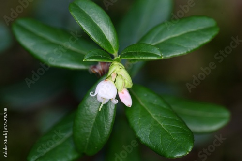 Flowers of a wild lingonberry