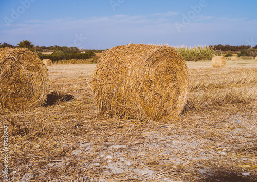 hay