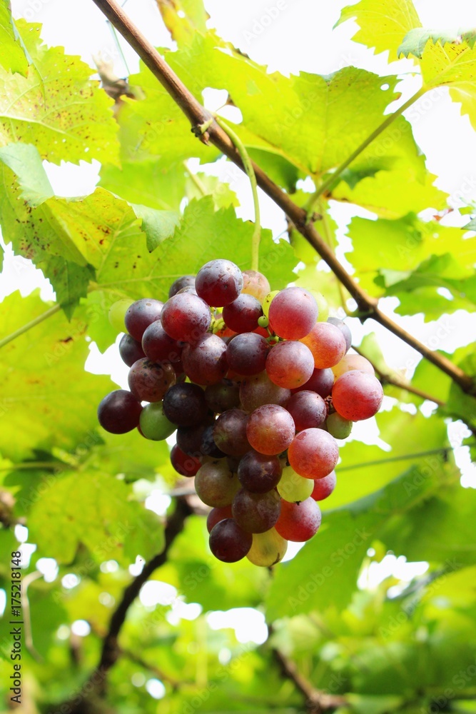 Fresh grapes in the vineyard with nature