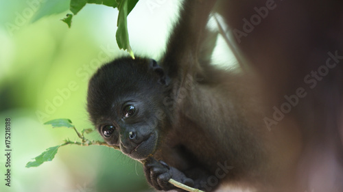 little baby monkey climbing a tree