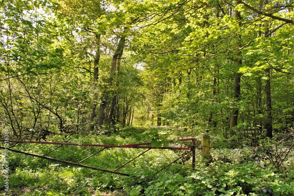 Spring Woods Spring Woods